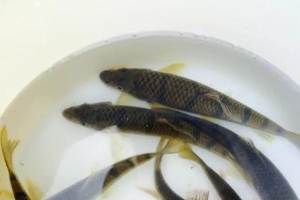 细尾铲颌鱼是什么鱼？
