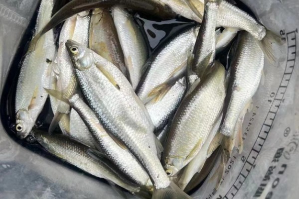 鰺鲦是什么鱼？