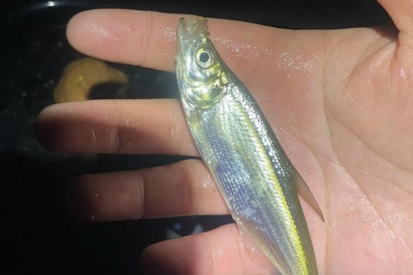 鰺鲦是什么鱼？