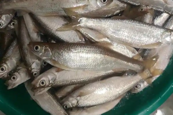 鰺鲦是什么鱼？