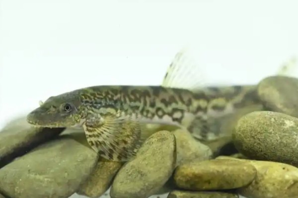 平舟原缨口鳅是什么鱼？