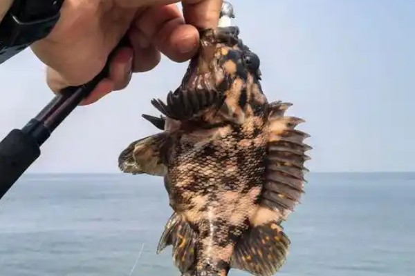 大泷六线鱼是什么鱼?