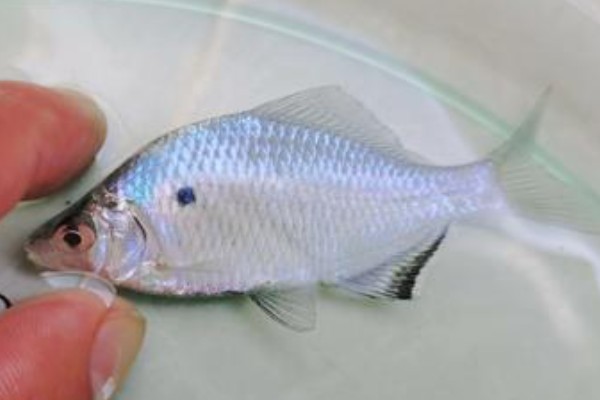 大鳍刺鳑鮍是什么鱼？