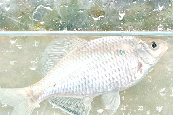 大鳍刺鳑鮍是什么鱼？