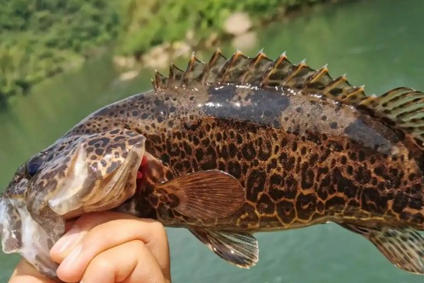 黄龙鳜是什么鱼？