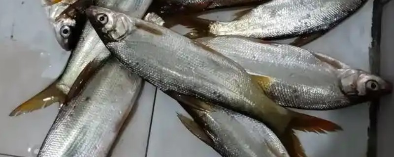 黄尾鲴是什么鱼？