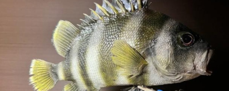 横带髭鲷是什么鱼？
