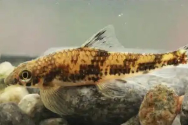 平鳍裸吻鱼是什么鱼？