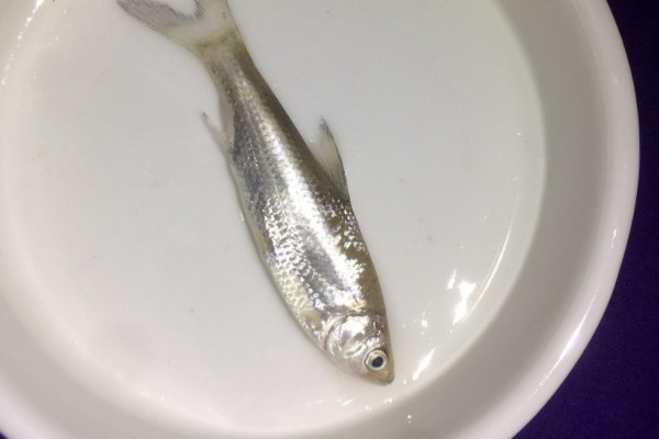 逆鱼(似鳊)是什么鱼?