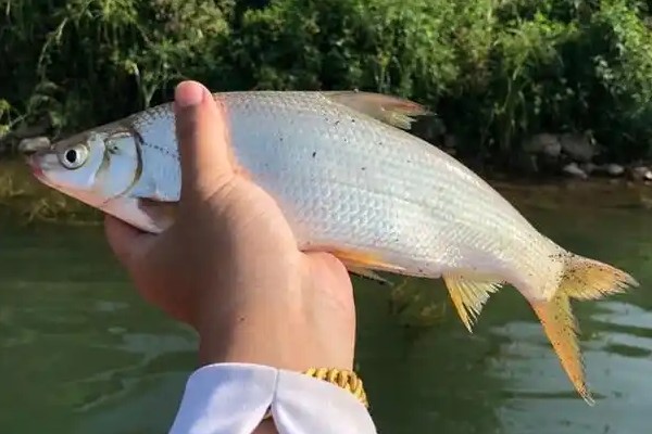 黄尾密鲴是什么鱼？