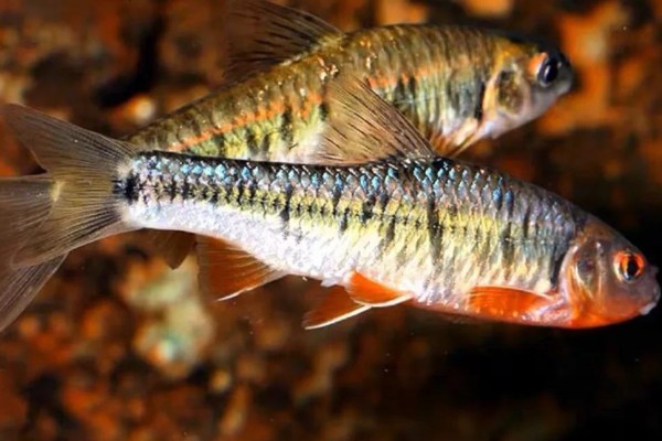 黑鳍魣是什么鱼?