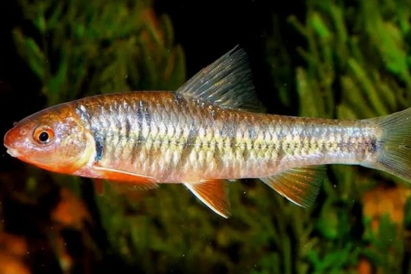 黑鳍魣是什么鱼?