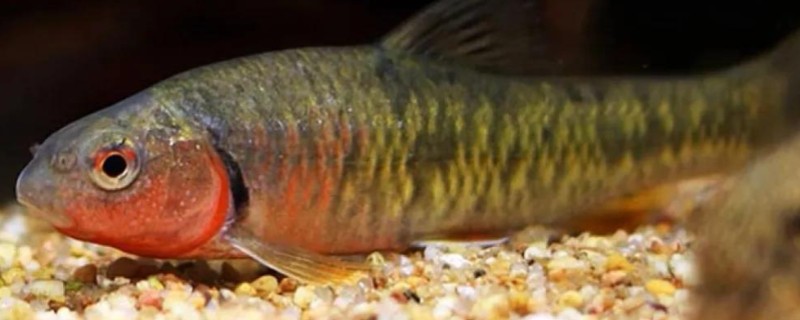 黑鳍魣是什么鱼？