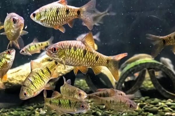 三齿华缨鱼是什么鱼？