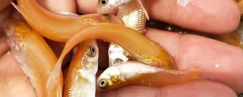 金草鱼是什么鱼？