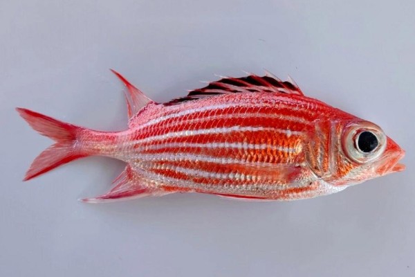 黑带棘鳍鱼是什么鱼？
