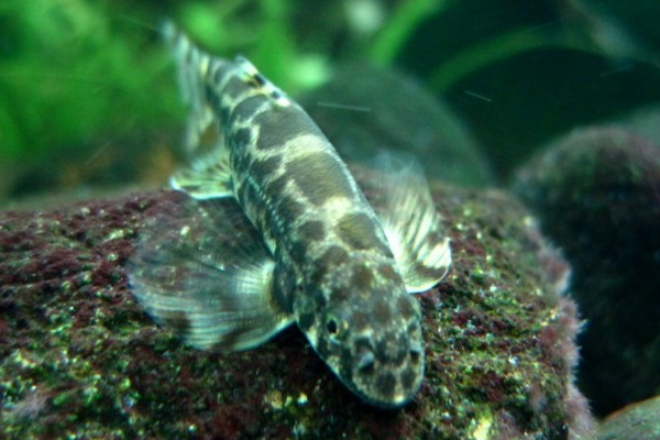 海南原缨口鳅是什么鱼？