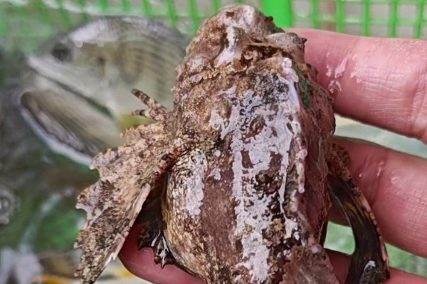 鬼鲉是什么鱼？