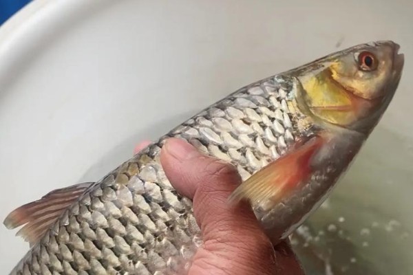 角鱼是什么鱼？