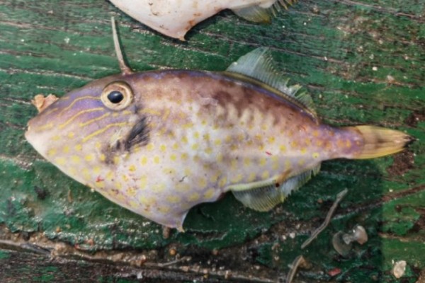 黄鳍马面鲀是什么鱼?