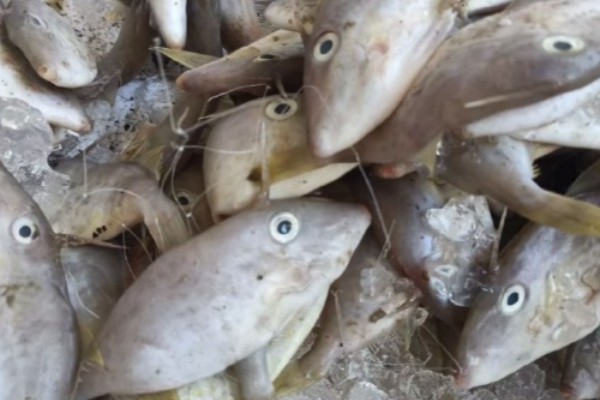 黄鳍马面鲀是什么鱼?