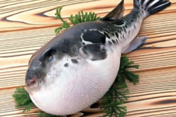 圆鲀是什么鱼?
