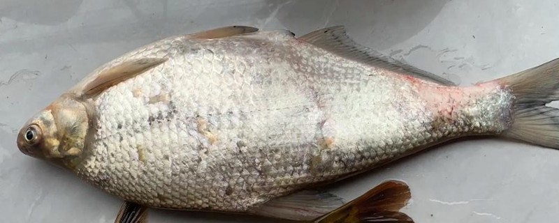扁体鲌是什么鱼？