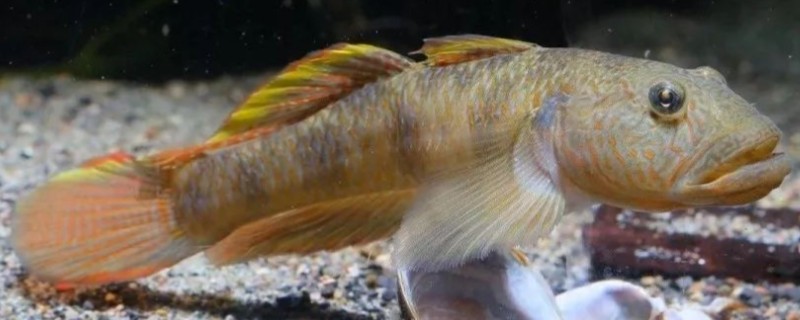 长鳍凡塘鳢是什么鱼？