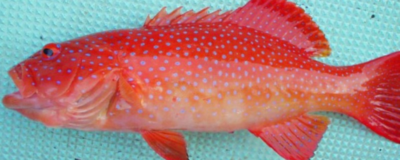 花斑刺鳃鮨是什么鱼？