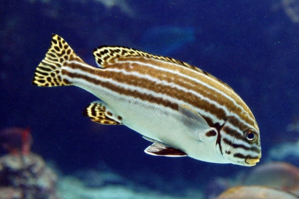 双带石鲈是什么鱼？