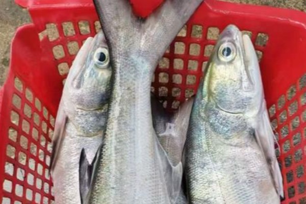 鯃鱼是什么鱼？