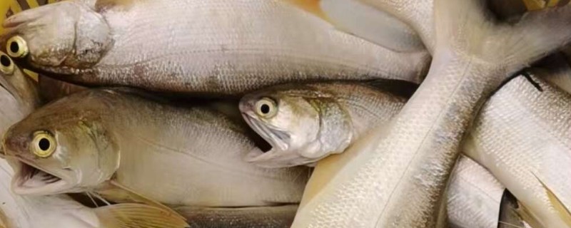 鯃鱼是什么鱼？