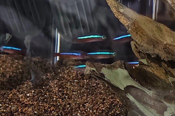 南沙虹灯鱼是什么鱼？