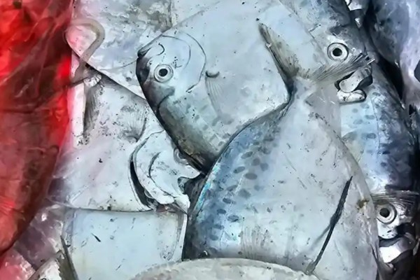 眼眶鱼是什么鱼？