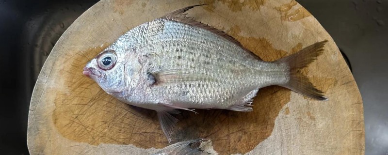 素银鲈是什么鱼？