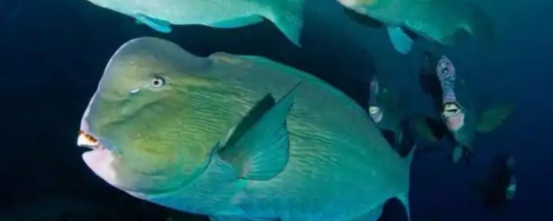 驼峰大鹦嘴鱼是什么鱼？