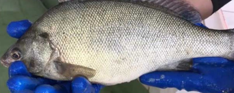 奥奈银鲈是什么鱼？