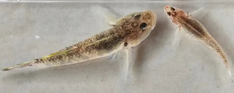 溪栉鰕虎鱼是什么鱼？