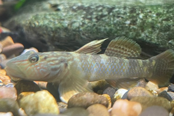 台湾名古屋吻鰕虎鱼是什么鱼？