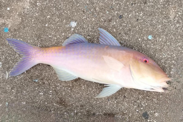 印度海绯鲤是什么鱼？