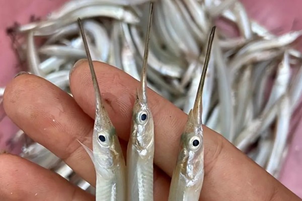 宽尾颌针鱼是什么鱼?