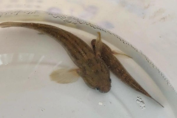 半纹锯鳞鰕虎是什么鱼？