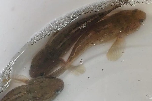 半纹锯鳞鰕虎是什么鱼？