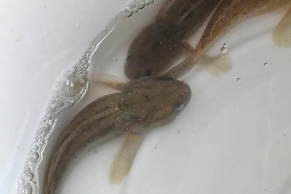 半纹锯鳞鰕虎是什么鱼？