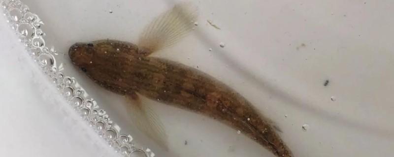 半纹锯鳞鰕虎是什么鱼？