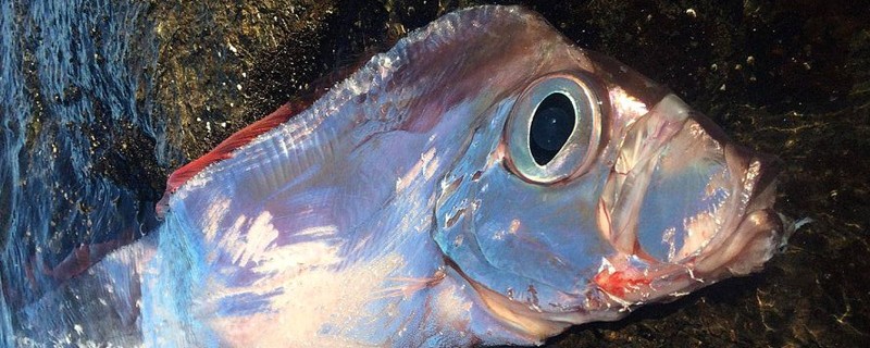 石川粗鳍鱼是什么鱼？
