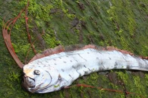 石川粗鳍鱼是什么鱼？