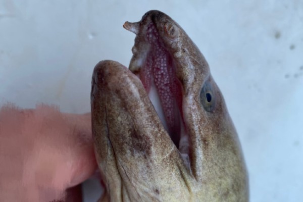 列齿鳗是什么鱼？