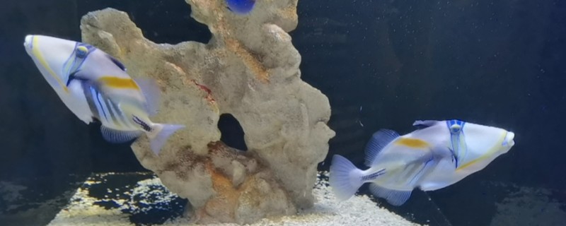 叉斑鳞鲀是什么鱼？