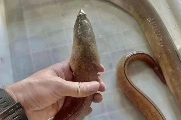 深海尾鳗是什么鱼?